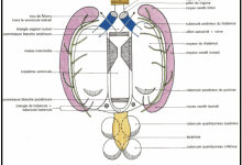 Photo of Le 3ème ventricule : COURS D’ANATOMIE