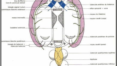 Photo of Le 3ème ventricule : COURS D’ANATOMIE