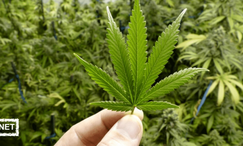 Photo of Le Cannabis : Métabolisme, Intoxication, Dépendance et Dosage.