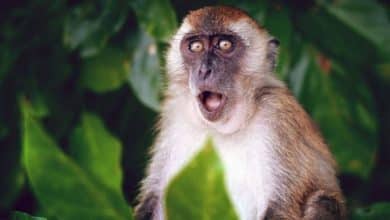 Photo of Orthopoxvirose simienne ou variole du singe.